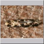 Nemapogon sp - Motte 01d 7 mm.jpg